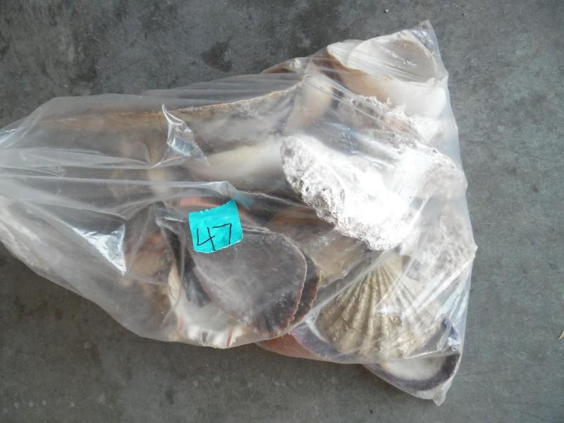 Sea Shells