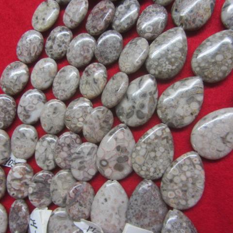 China Shell Fossil