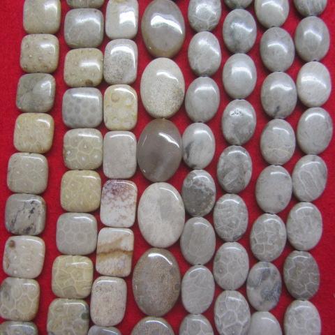 China Shell Fossil