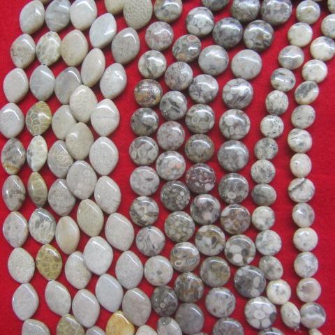 China Shell Fossil
