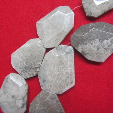 China Shell Fossil