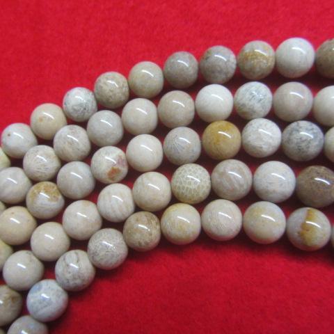 China Shell Fossil