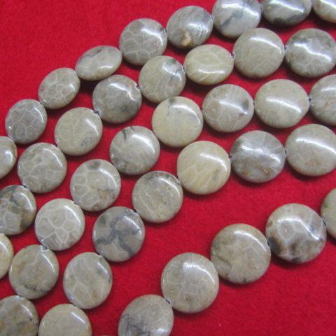 China Shell Fossil