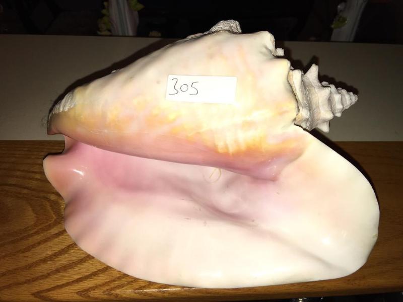 lot 305 image: Large shell approx 10" long...
