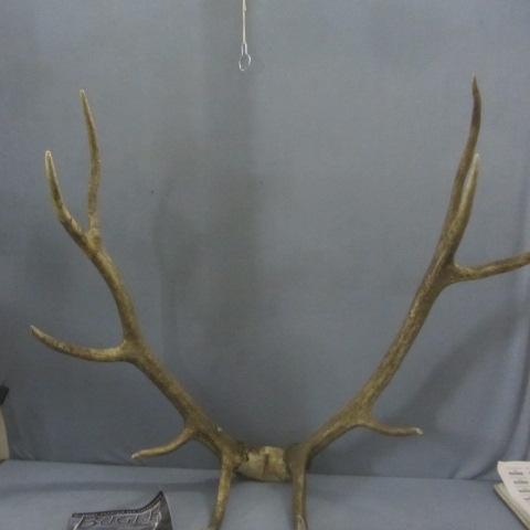 lot 257 image: Elk Antlers