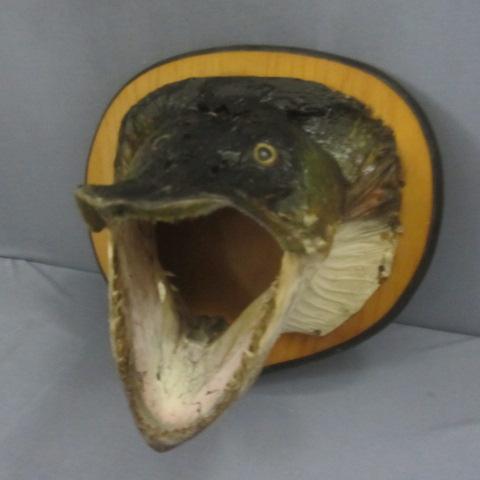 lot 271 image: Musky Taxidermy