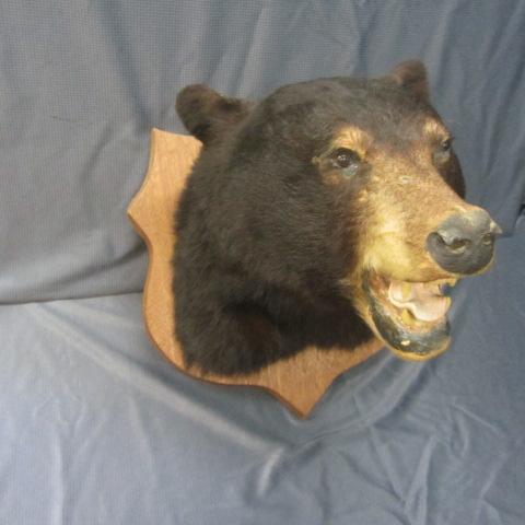 lot 12 image: Black Bear Mount