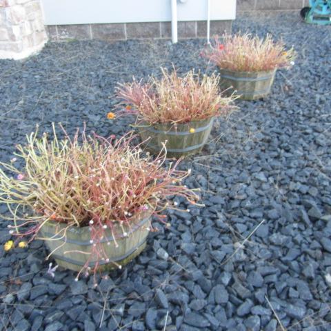 lot 227 image: Wooden Planters