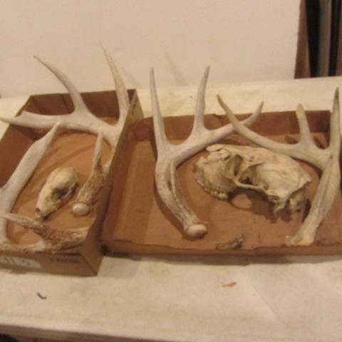 lot 518 image: Deer Antlers, Skulls