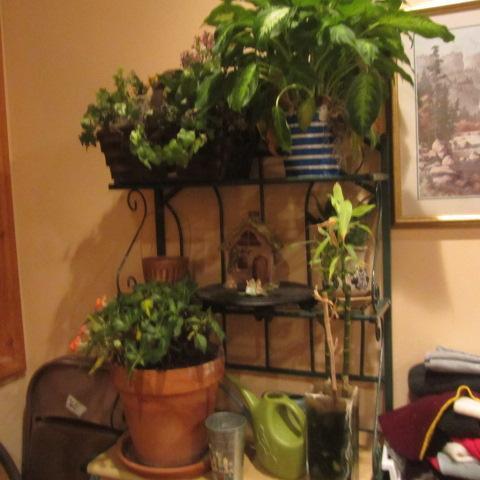 lot 563 image: House Plants