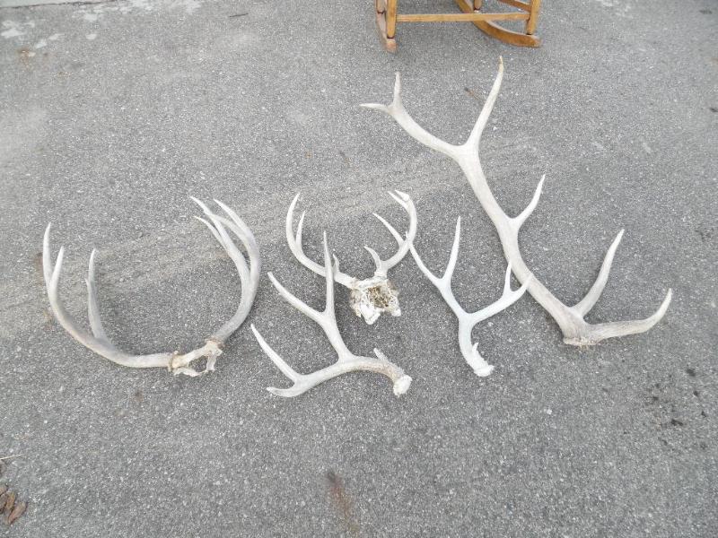 Elk antlers