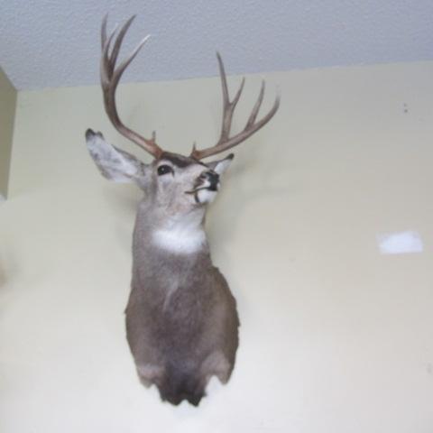 lot 105 image: Mule Deer Mount