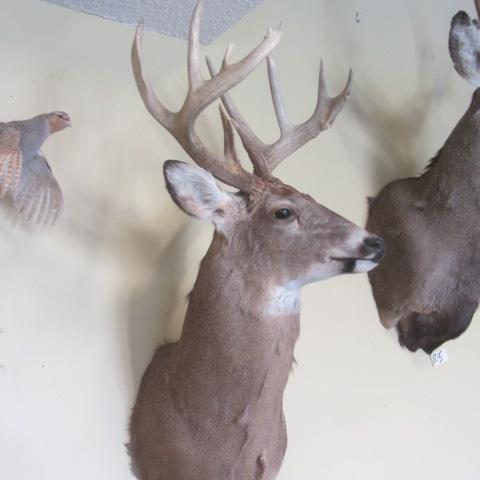 lot 106 image: Whitetail Mount