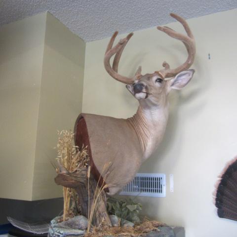 lot 107 image: Whitetail Mount In Velvet