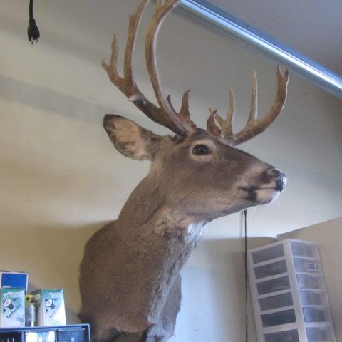 lot 115 image: Whitetail Mount