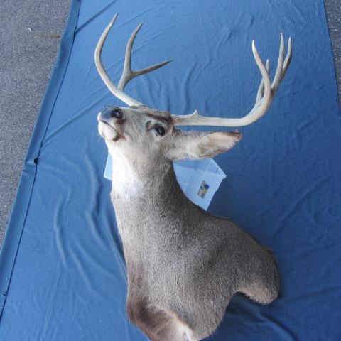 lot 122 image: Whitetail Corner Mount
