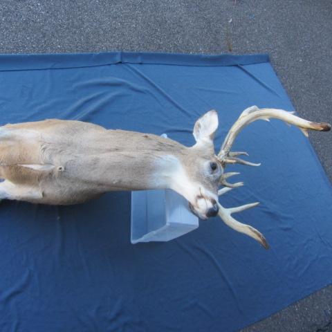 lot 123 image: Whitetail Mount