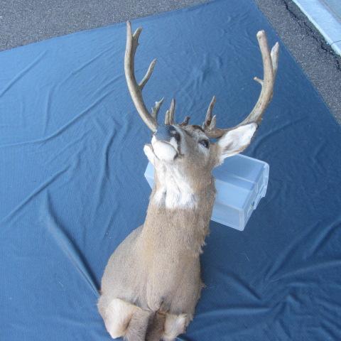 lot 124 image: Whitetail Mount