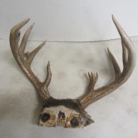 lot 125 image: Set of Antlers