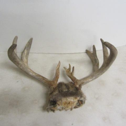 lot 126 image: Set of Antlers