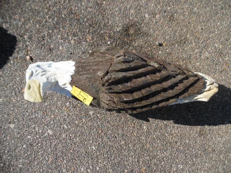 lot 27 image: Wooden Eagle