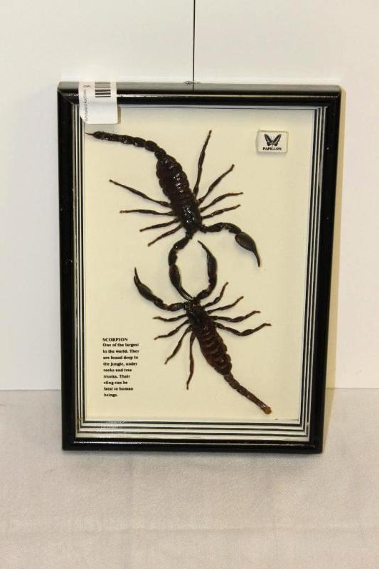 lot 94 image: Genuine Scorpions in Frame, from Malaysia.&nb...