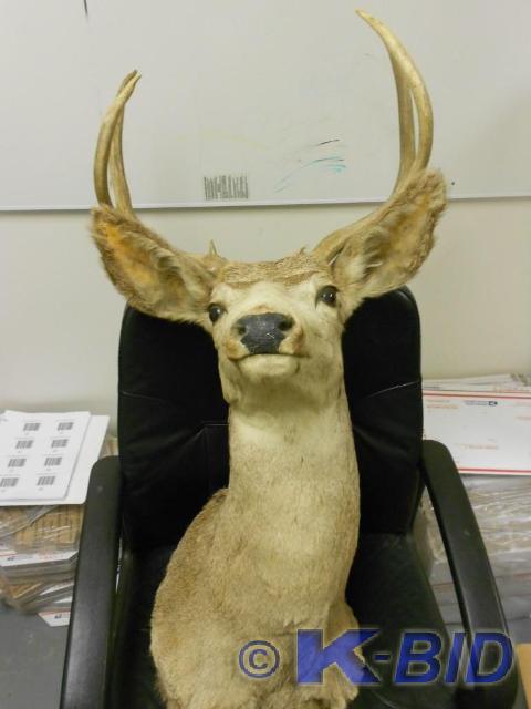 Mounted buck head ready to hang, 2x...