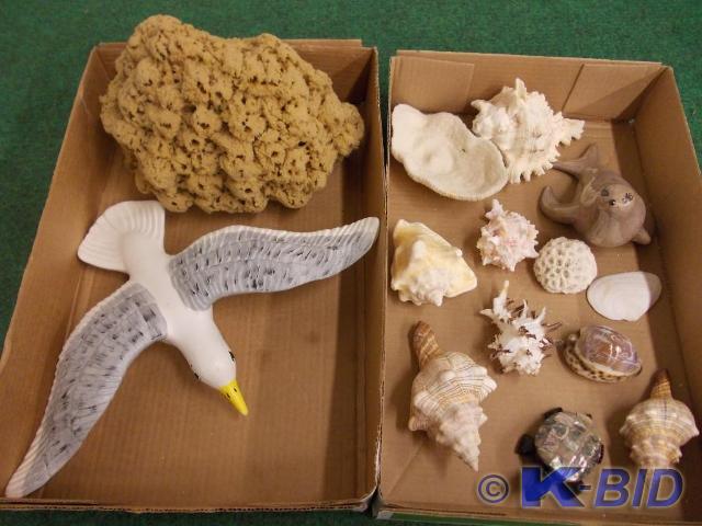 lot 45 image: Collection Of Sea Shells, Real Sea ...