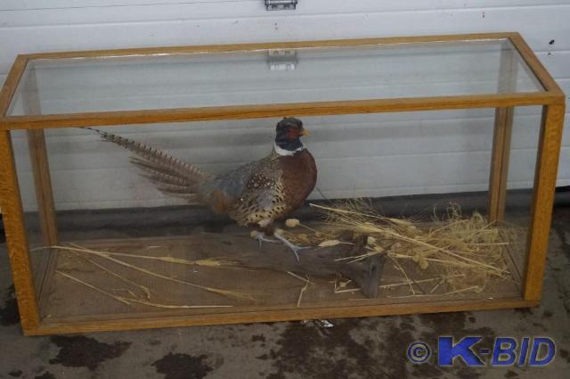 lot 10 image: Pheasant mount in display case