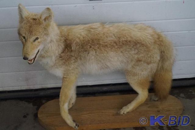 lot 8 image: Full body coyote mount cool piece