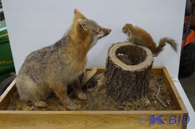 lot 9 image: Full body fox and squirrel mount co...