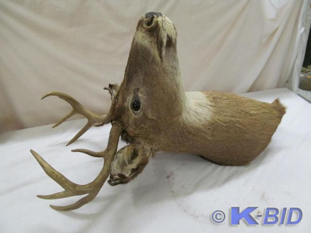 lot 175 image: Deer Head Mount 8 point Buck