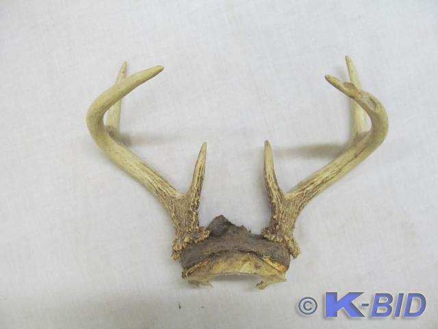 lot 207 image: 6 point Deer Antlers