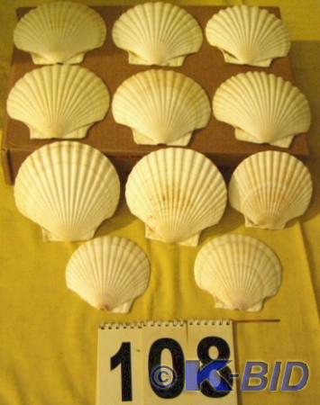 lot 108 image: Lot of Eleven Very Large Sea Shells...
