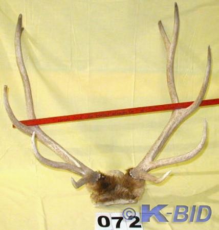 lot 72 image: Older Ten Point Elk Rack  These elk...